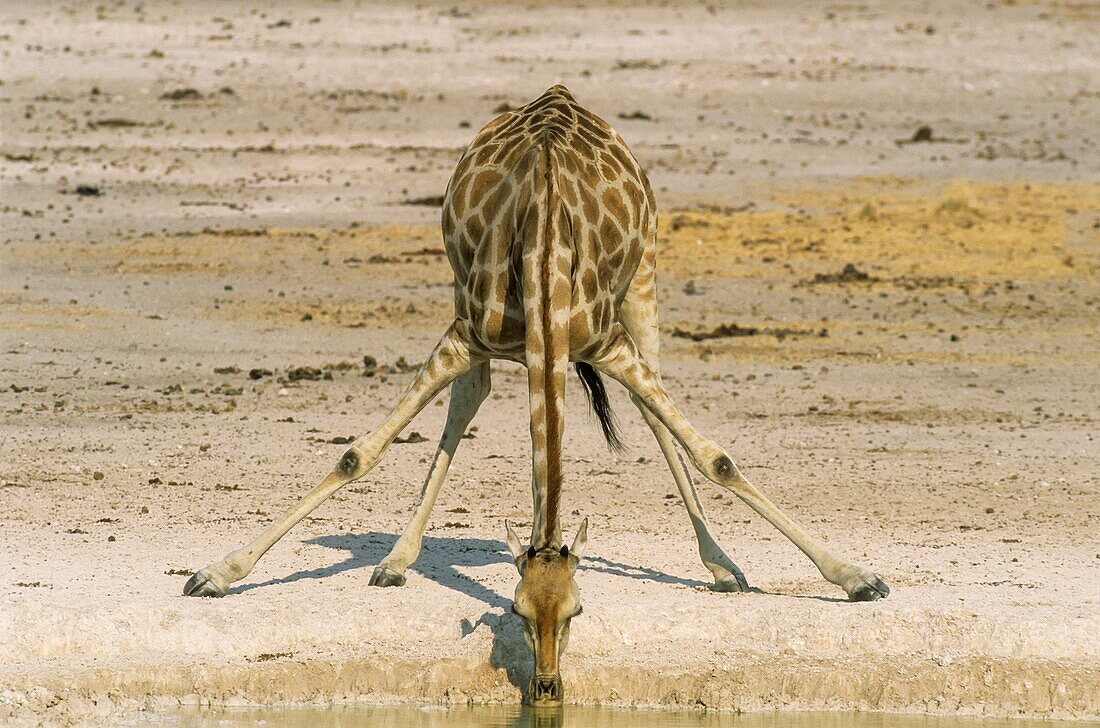 Southern Giraffe (Giraffa camelopardalis giraffa) - Female, drinking at a waterhole. Etosha National Park, Namibia.