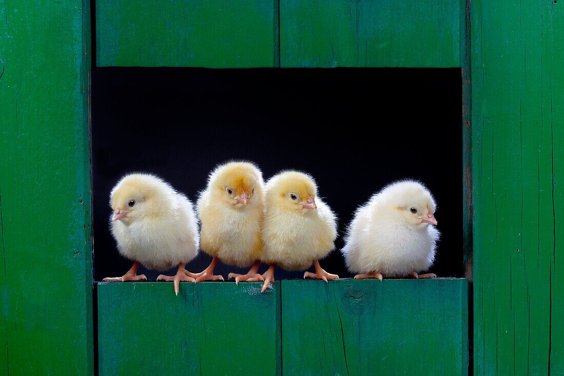 newly hatched Dayold Chicks in green shed.