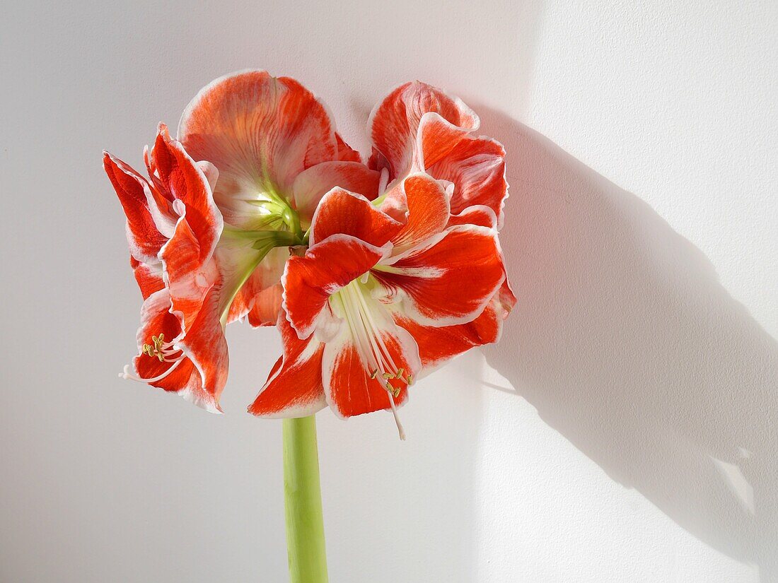 Amaryllis belladonna rot und weiß