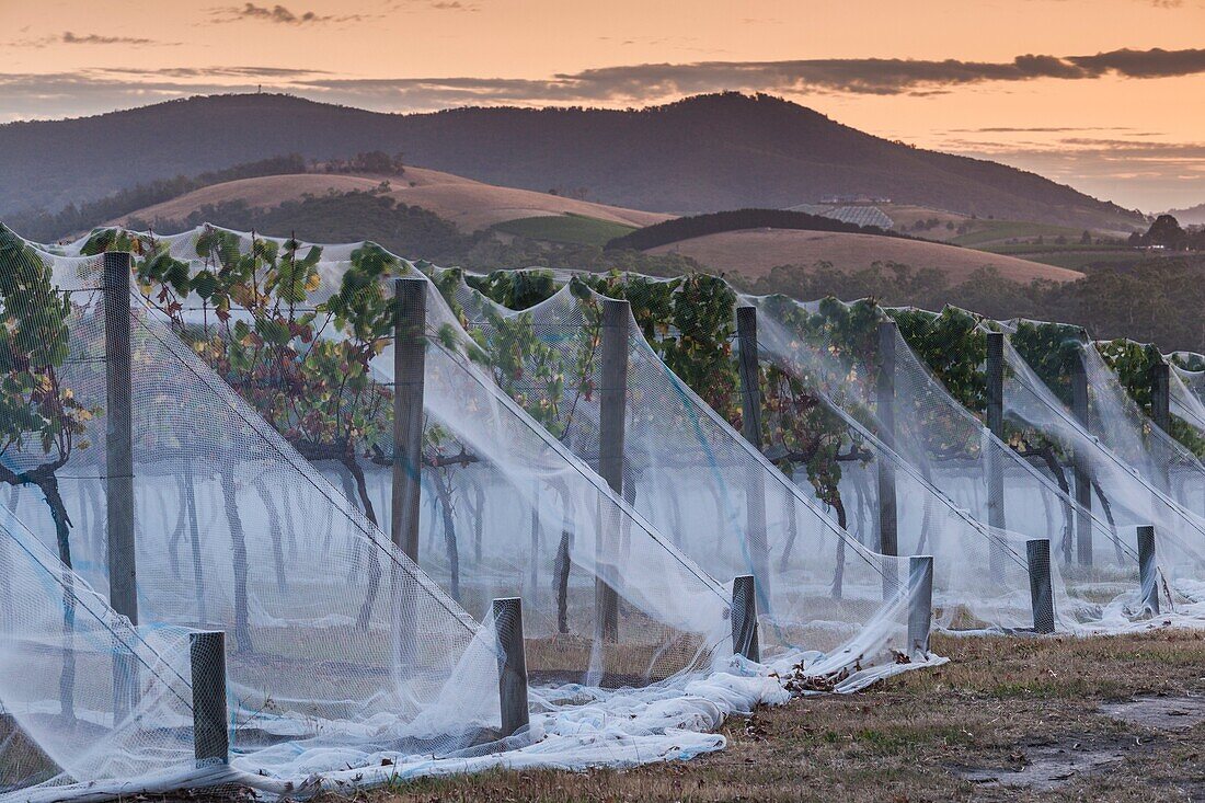 Australia, Victoria, VIC, Yarra Valley, vineyard vines under mesh fabric, dusk.