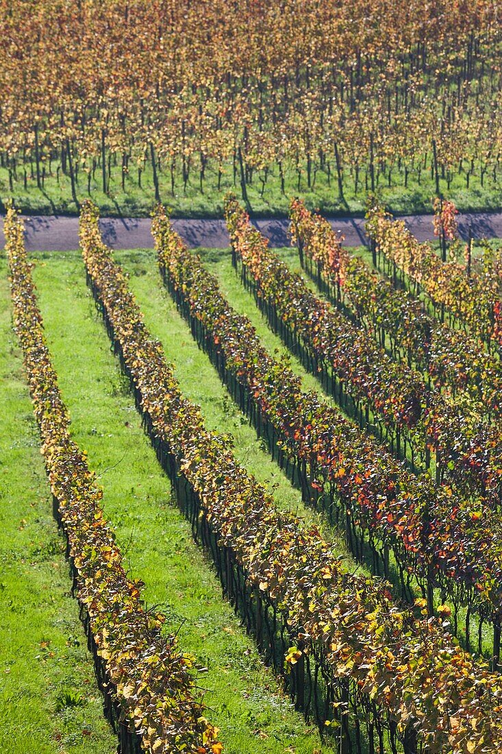 Germany, Baden-Wurttemburg, Black Forest, Gengenbach, hillside vineyards, fall.