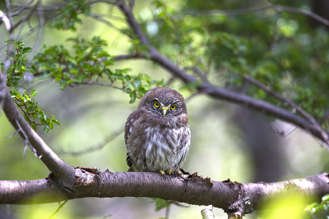 Chile, Patagonia, Magellan Region, Torres del Paine National Park, Austral Pygmy Owl (Glaucidium nanum) , perched.