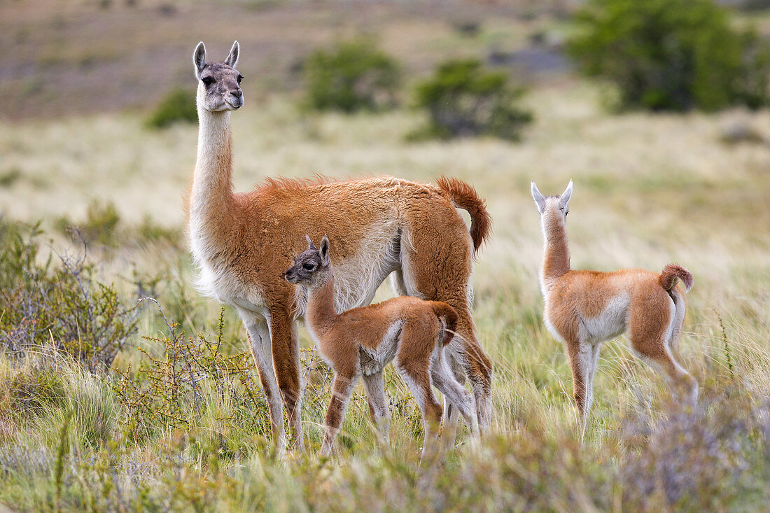 Chile, Patagonia, Magellan Region, Torres del Paine National Park, Guanaco (Lama guanicoe), adult female and baby.