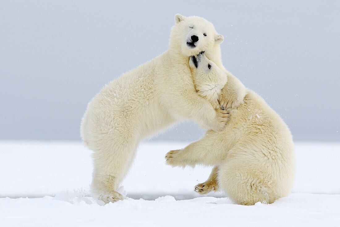 United States,Alaska,Arctic National Wildlife Refuge,Kaktovik,Polar Bear( Ursus maritimus),youngs playing together along a barrier island outside Kaktovik,Every fall, polar bears (Ursus maritimus) gather near Kaktovik on the northern edge of ANWR,Arctic A