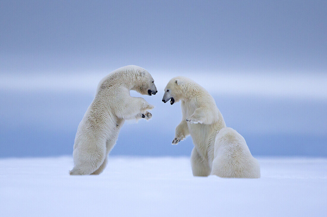 United States,Alaska,Arctic National Wildlife Refuge,Kaktovik,Polar Bear( Ursus maritimus),mother with two cubs,one cub 2 years old is playing with the mother along a barrier island outside Kaktovik,Alaska,Every fall,polar bears (Ursus maritimus) gather n