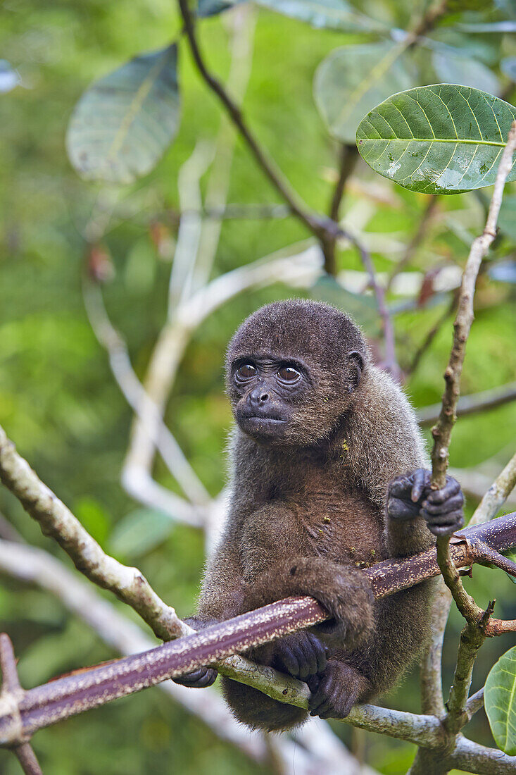 South America,Brazil,Amazonas state,Manaus,Amazon river basin,Brown woolly monkey,Common woolly monkey (Lagothrix lagotricha),young baby.