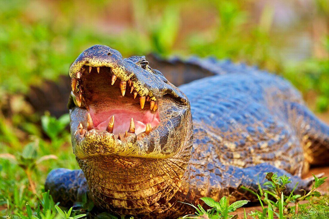 South America,Brazil,Mato Grosso,Pantanal area,Yacare caiman (Caiman yacare),resting on the bank of the river.