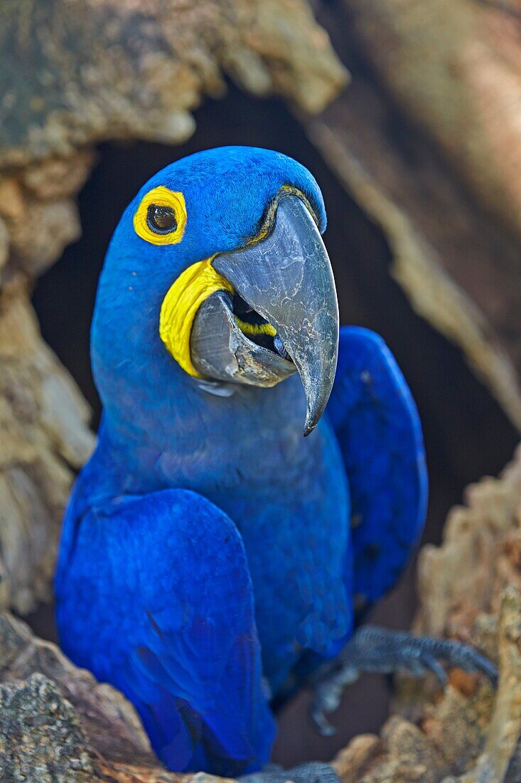 South America,Brazil,Mato Grosso,Pantanal area,Hyacinth Macaw (Anodorhynchus hyacinthinus),adult at the entrance of the cavity where it nests.