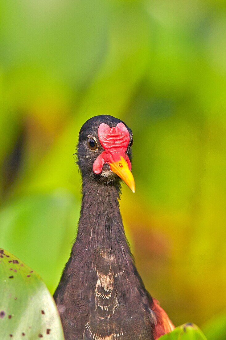 South America, Brazil, Mato Grosso, Pantanal area, Wattled Jacana Jacana jacana.