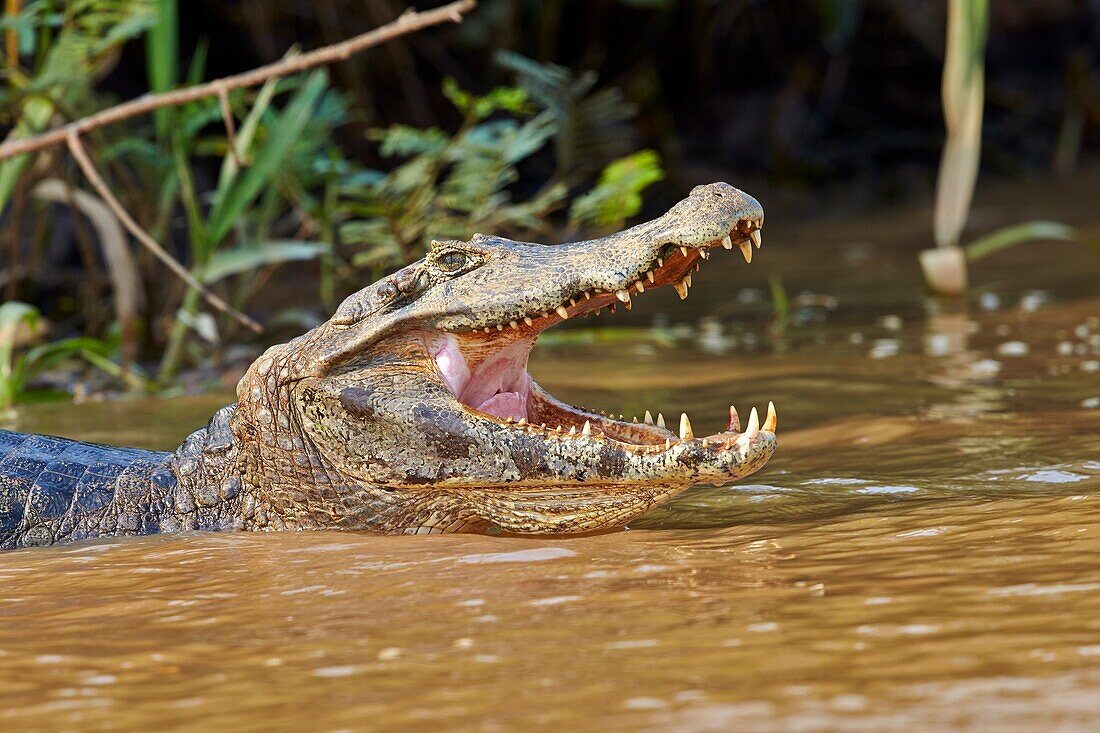 South America, Brazil, Mato Grosso, Pantanal area, Yacare caiman Caiman yacare, resting on the bank of the river, mouth open.
