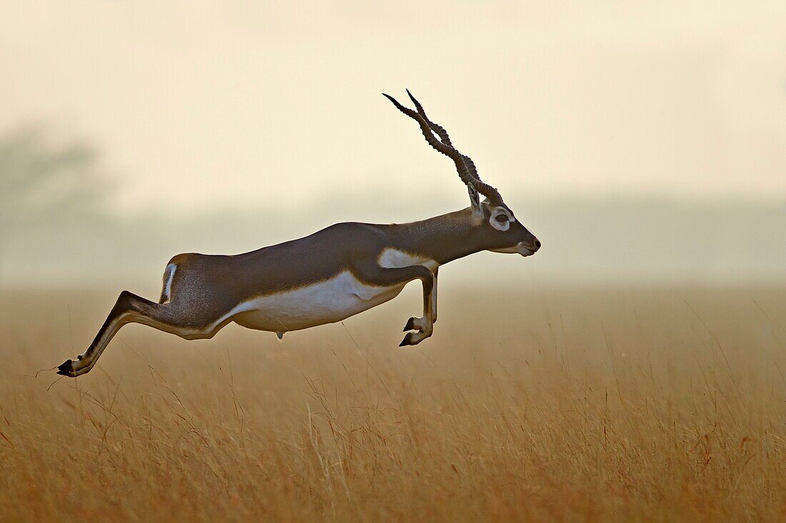India,Gujarat,Balckbuck national park,Blackbuck (Antilope cervicapra),male jumping.