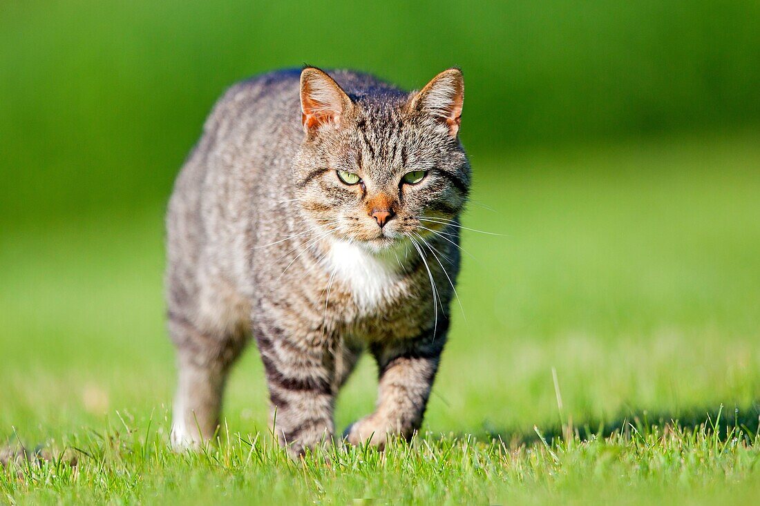 France, Alsace, Lobsann, Marienbronn, Domestic cat Felis catus or Felis silvestris catus.