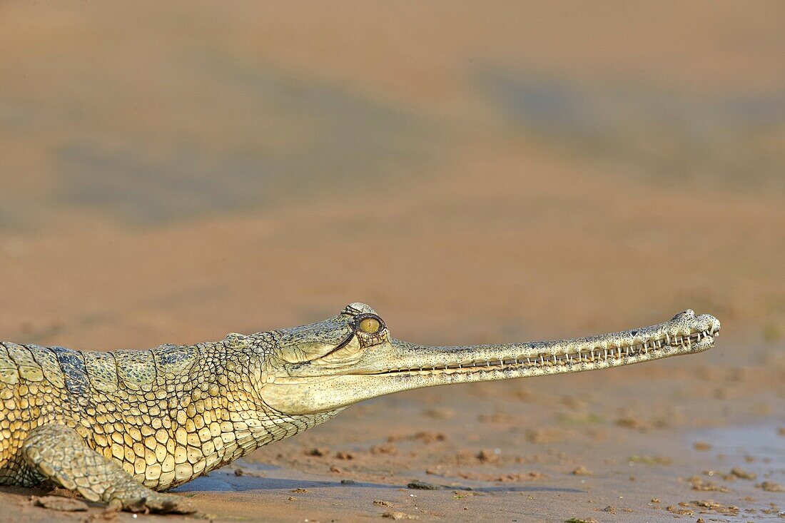 Asia,India,Uttar Pradesh,Chambal river,Gharial (Gavialis gangeticus),on the sand of the river.
