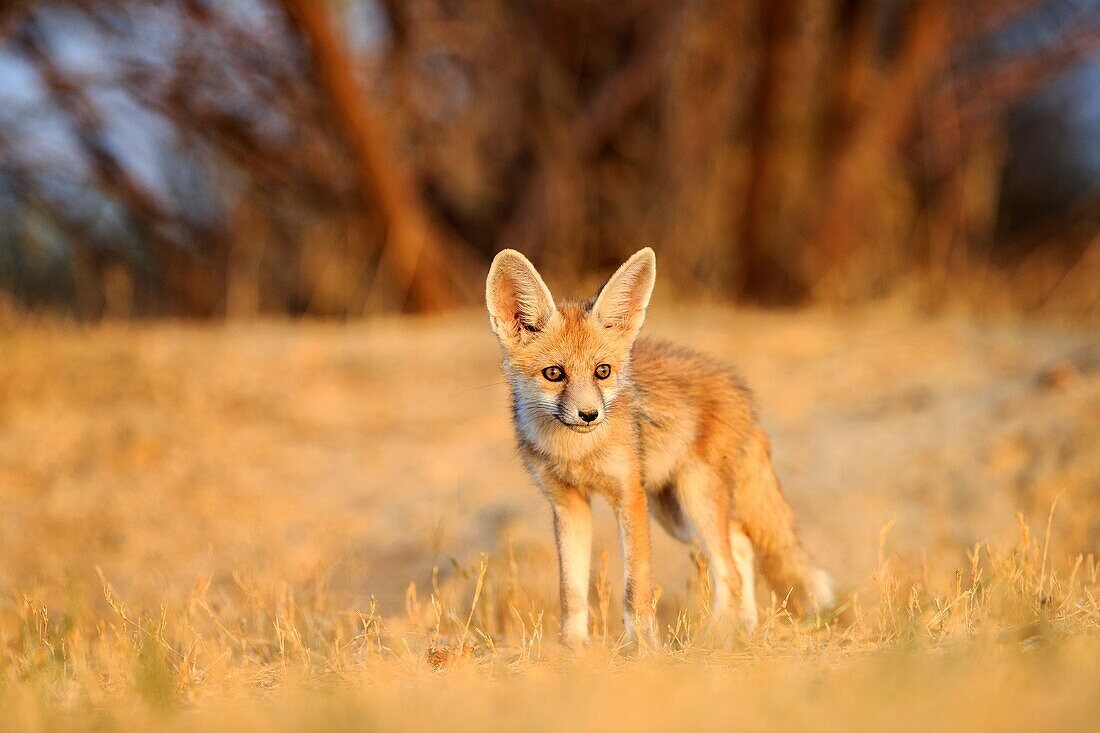 India, Gujarat, Little Rann of Kutch, Wild Ass Sanctuary, Desert fox or white-footed fox Vulpes vulpes pusilla, young at the den.