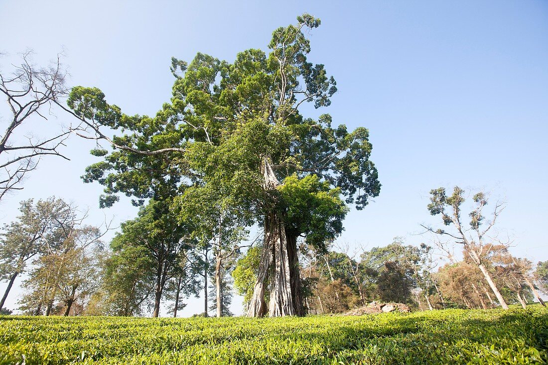 Asia, India, Tamil Nadu, Anaimalai Mountain Range Nilgiri hills, tea plantation.