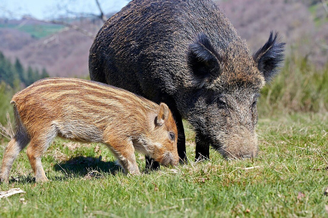 France, Haute Saone, Private park, Wild Boar Sus scrofa, sow and babies piglets.