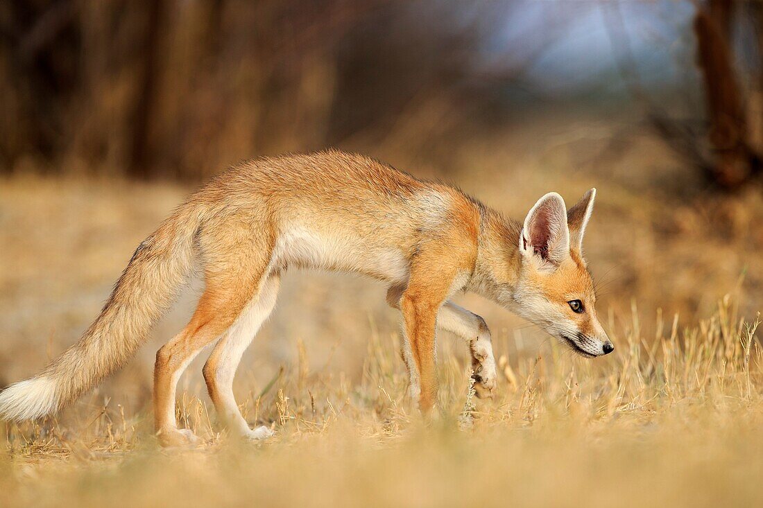 India, Gujarat, Little Rann of Kutch, Wild Ass Sanctuary, Desert fox or white-footed fox Vulpes vulpes pusilla, young at the den.