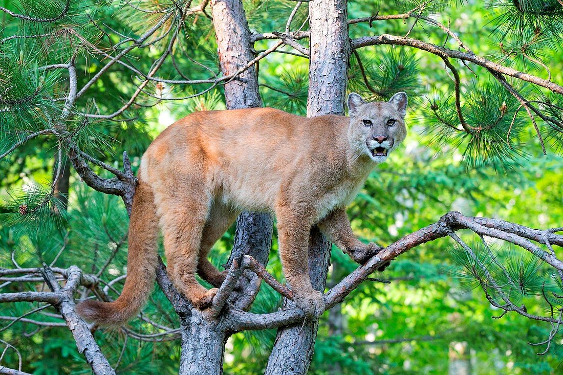 United States, Minnesota, Cougar Puma concolor, also known as the mountain lion