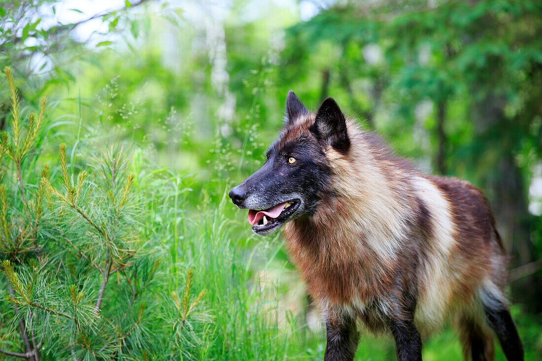 United States, Minnesota, Wolf or Gray Wolf or Grey Wolf Canis lupus.