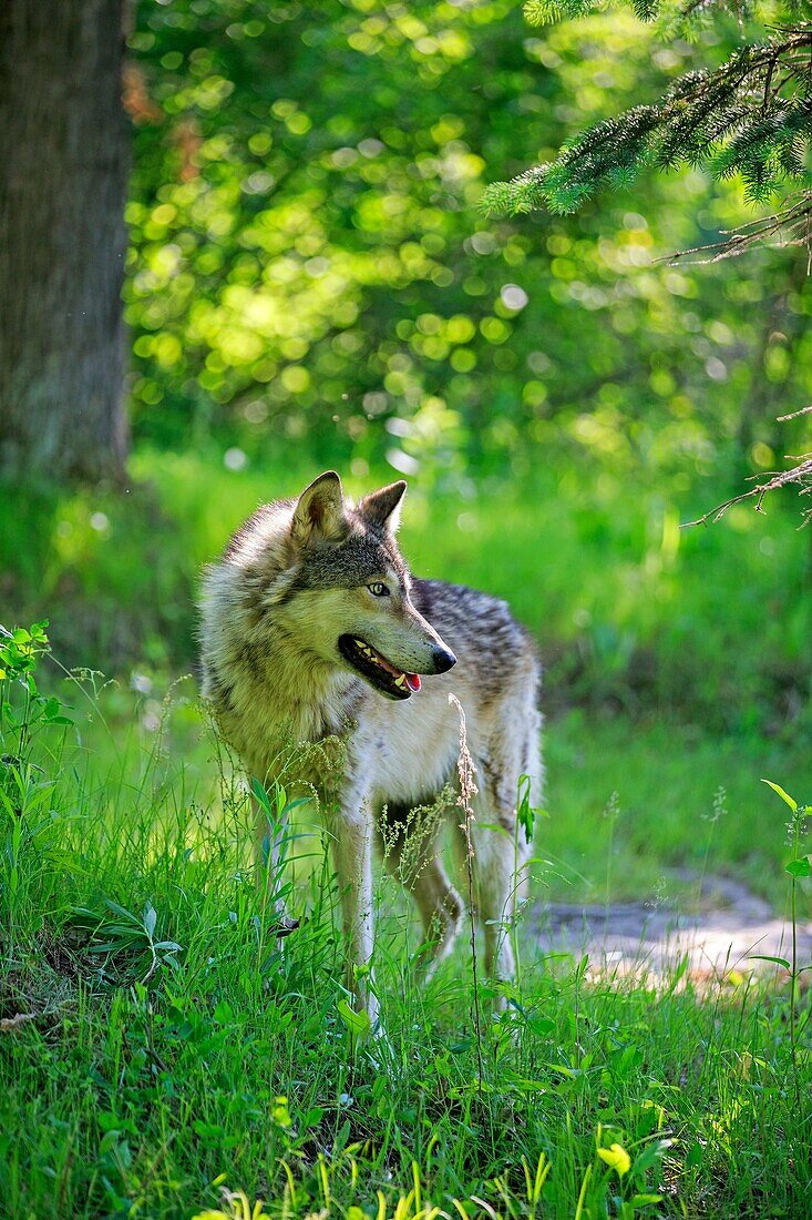 United States, Minnesota, Wolf or Gray Wolf or Grey Wolf Canis lupus.