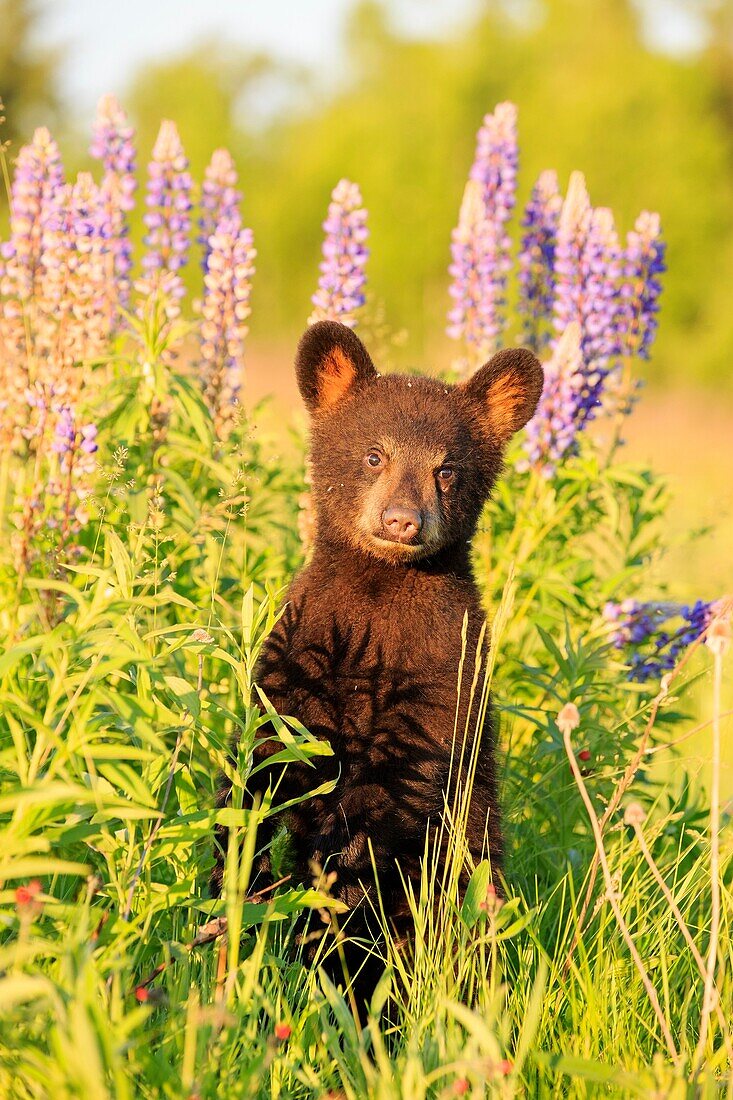 United States, Minnesota, Baby black bear Ursus americanus, in a meadow with wild lupins.