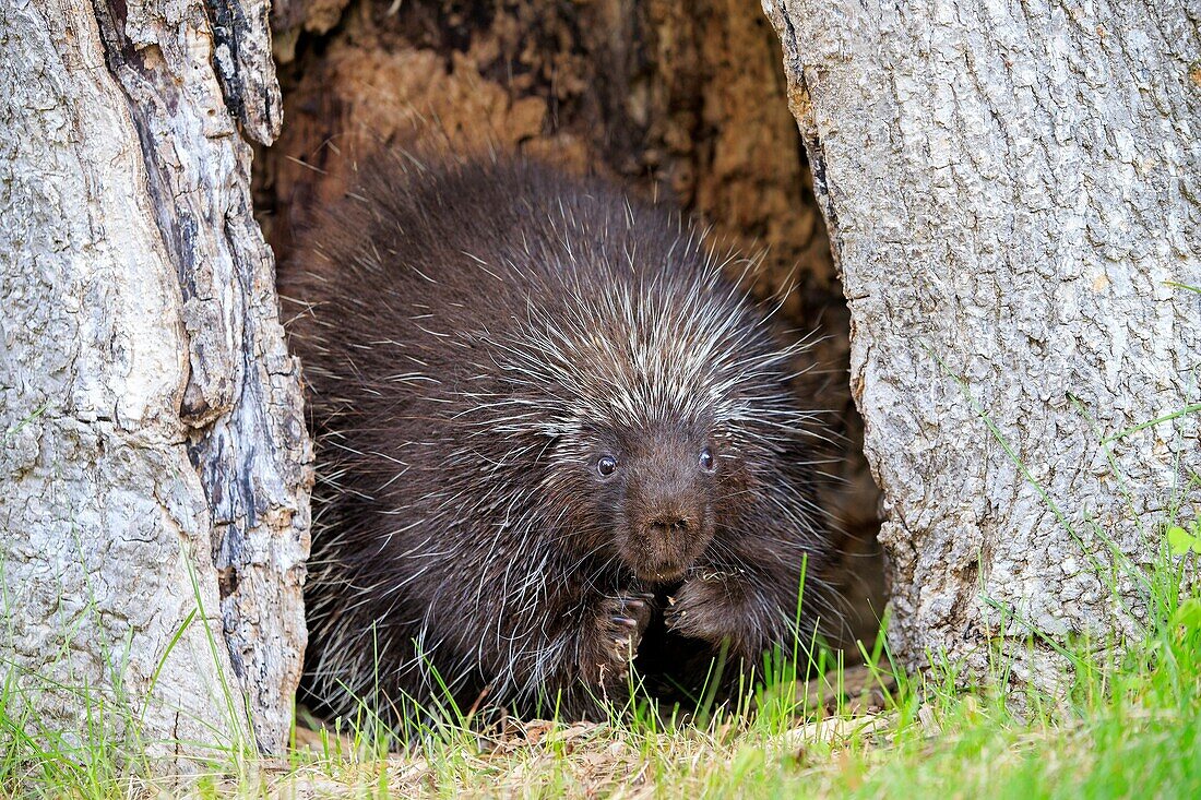 United States, Minnesota, Porcupine Erethizon dorsatum