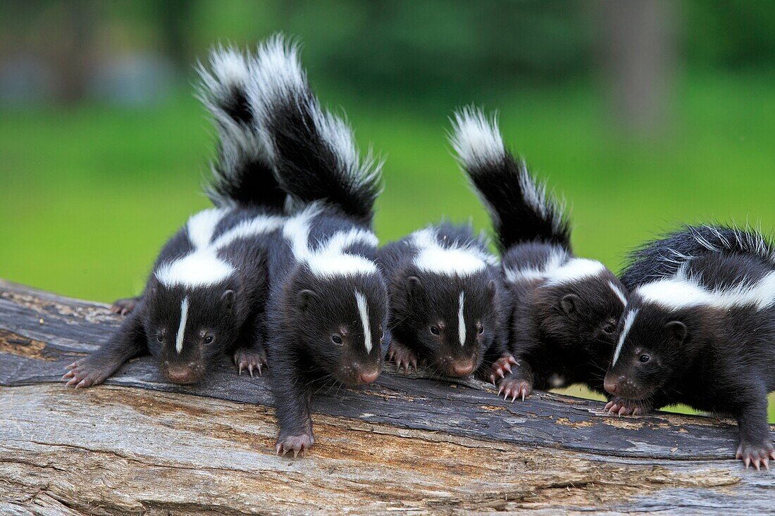 United States, Minnesota, Striped Skunk Mephitis mephitis, babies.