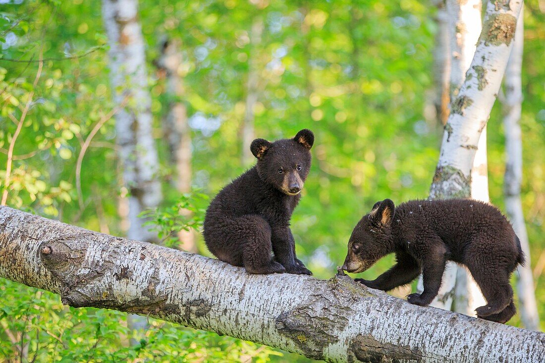 United States, Minnesota, Black bearUrsus americanus, youngs in a tree.
