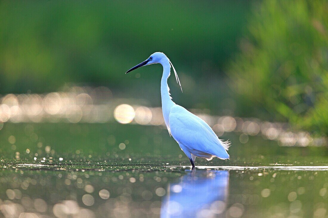 Europe, France, Ain, Dombes, Little Egret Egretta garzetta, adult fishing.