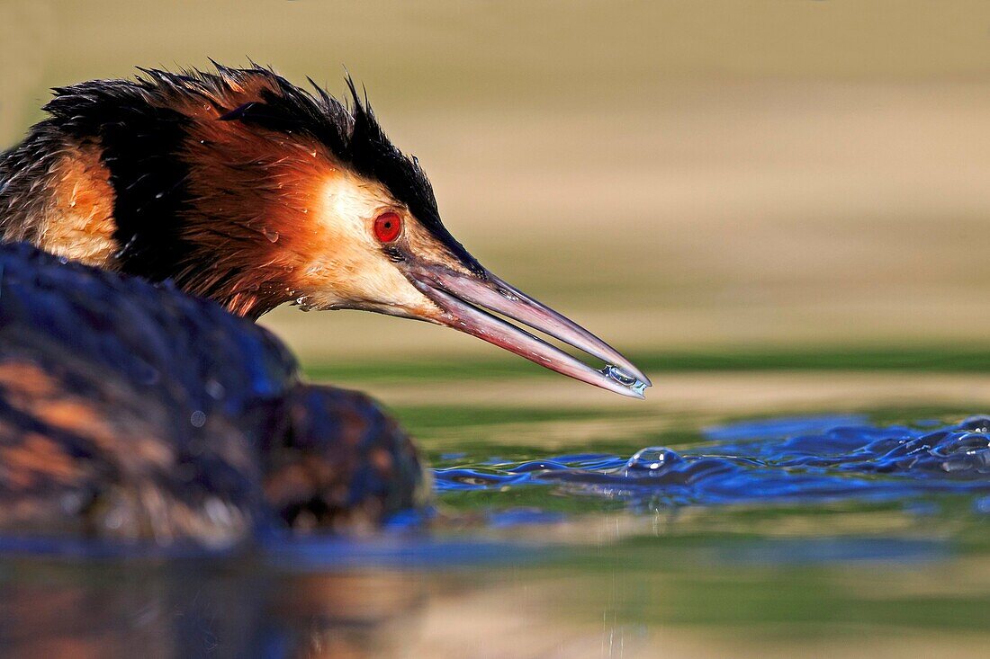 Europe, France, Ain, Dombes, Great Crested Grebe Podiceps cristatus, adult.