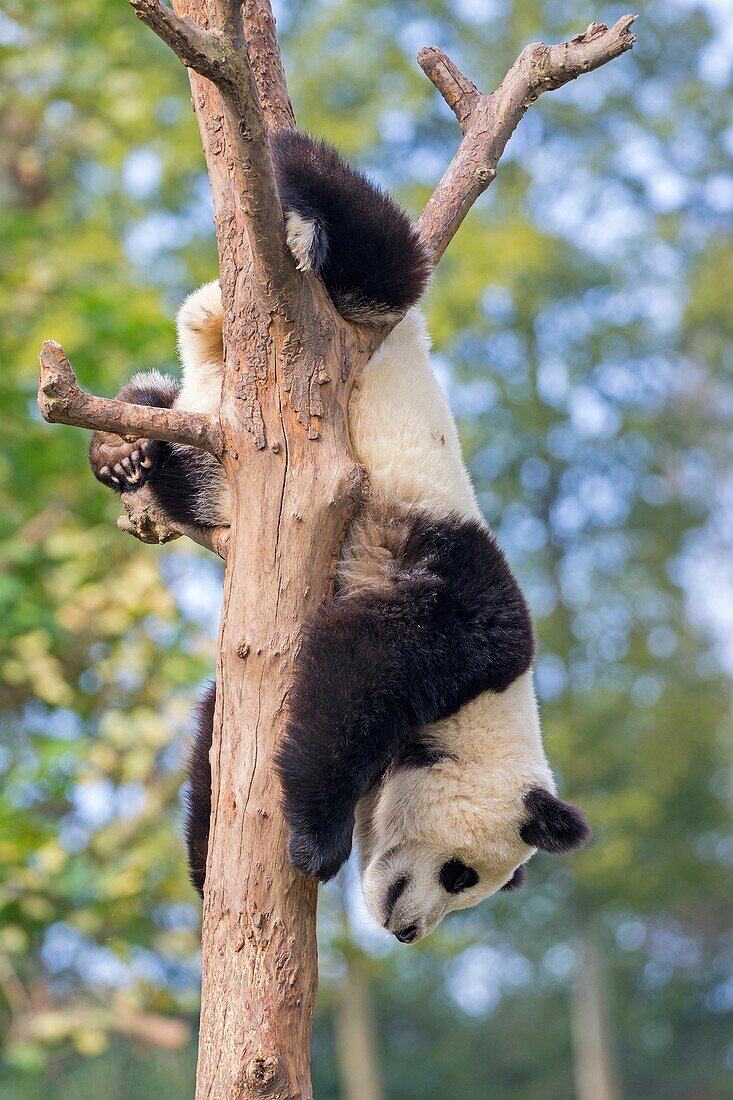 Asia, China, Sichuan, Research Base of Giant Panda Breeding or Chengdu Panda Base, Giant Panda Ailuropoda melanoleuca, captive,.