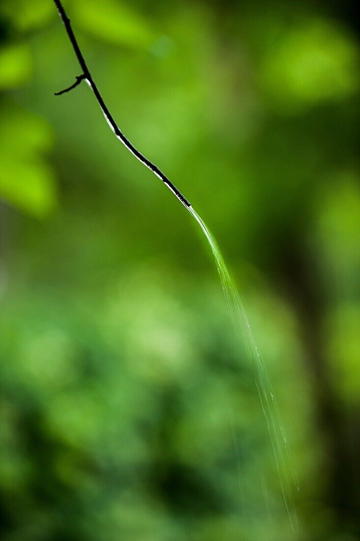 A stream of water running of off a a small twig in a rain storm.Georgia USA