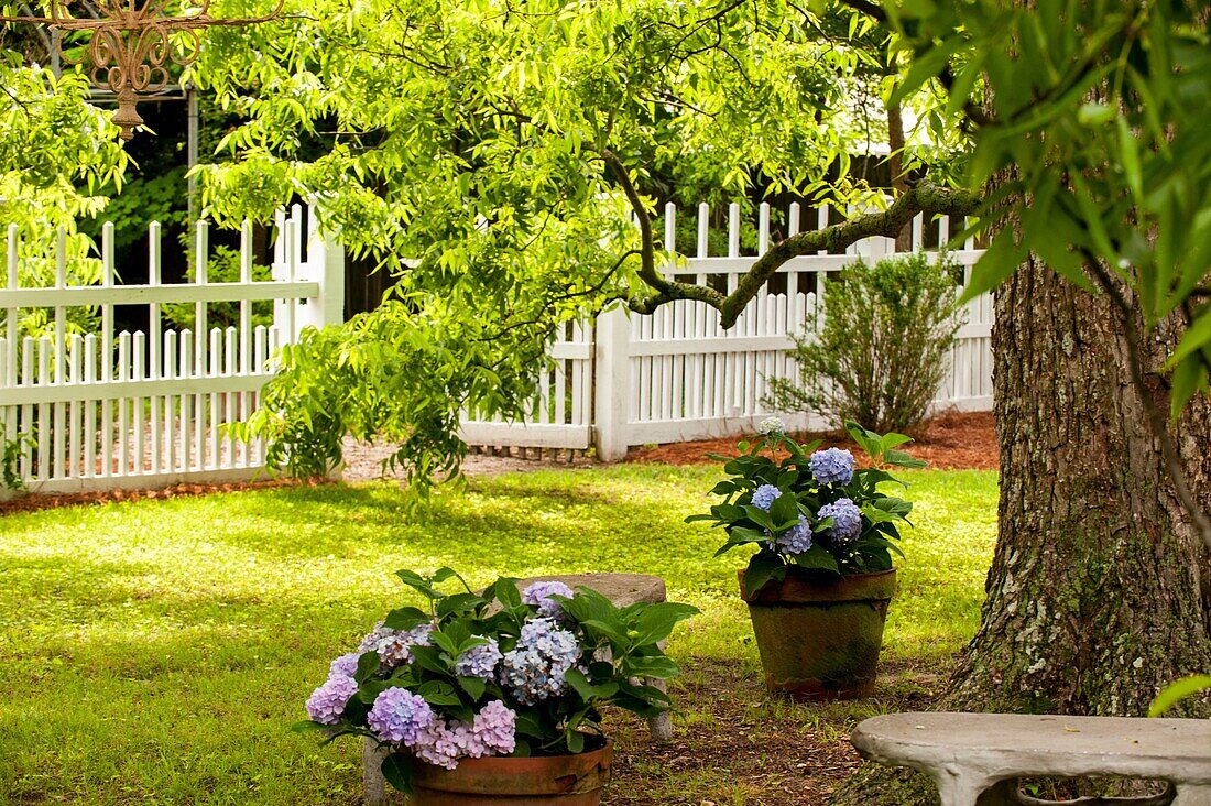 A white picket fence and arbor gate with a path, hydrangeas and a large pecan tree.Georgia USA