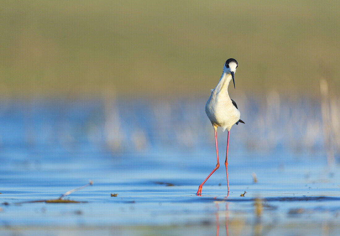 Black-winged stilt, common stilt, or pied stilt (Himantopus himantopus). Bulgaria.