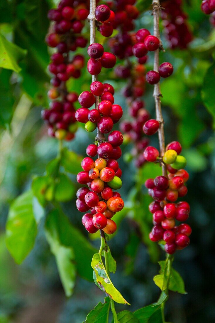 Coffee Plantation, Doka Estate, Alajuela, Costa Rica, Central America, America.