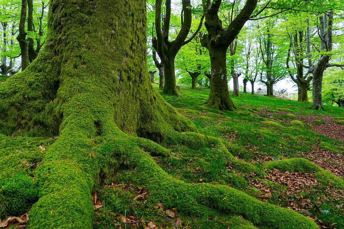 Beech forest, Oianleku, Peñas de Aia Natural Park, Gipuzkoa, Basque Country, Spain, Europe.