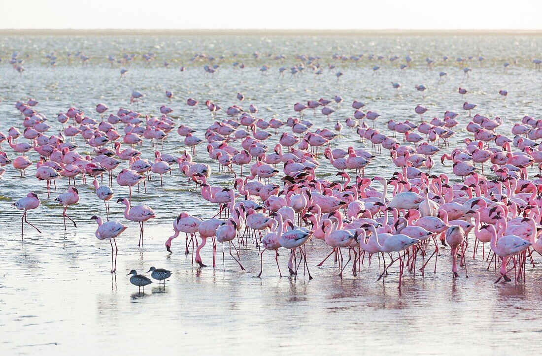 Flamingos, Salinas, Walvis Bay, Namibia, Africa.