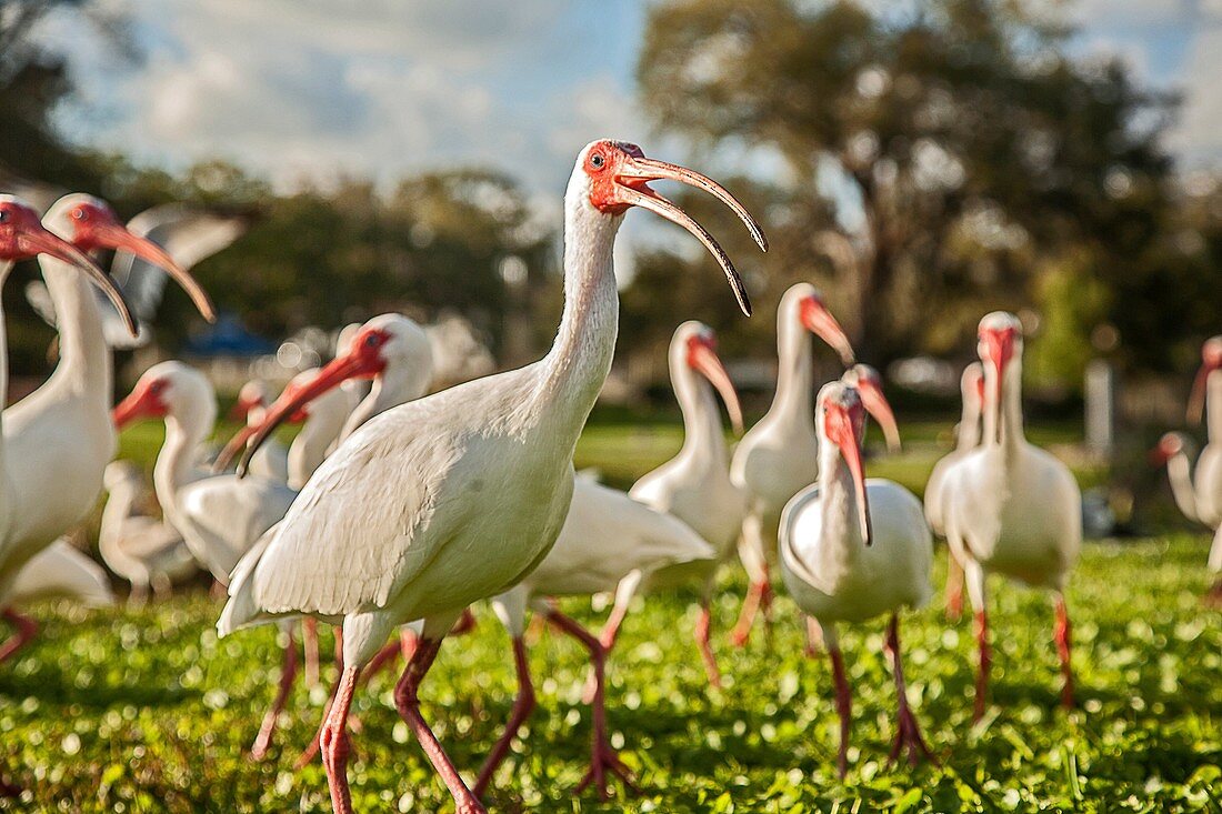 'The ibises (collective plural ibis;classical plurals ibides and ibes are a group of long-legged wading birds in the family Threskiornithidae.They all have long, down-curved bills, and usually feed as a group, probing mud for food items, usually crustacea