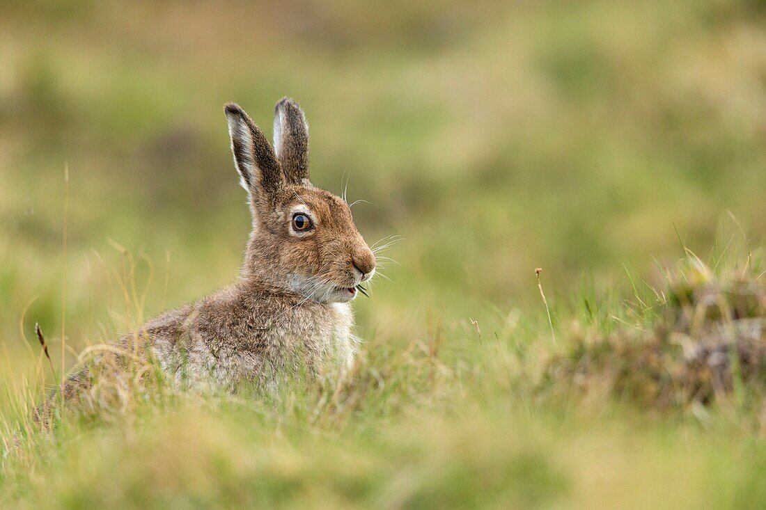 Mountain Hare (Lepus timidus) adult in spring coat feeding on sedges.