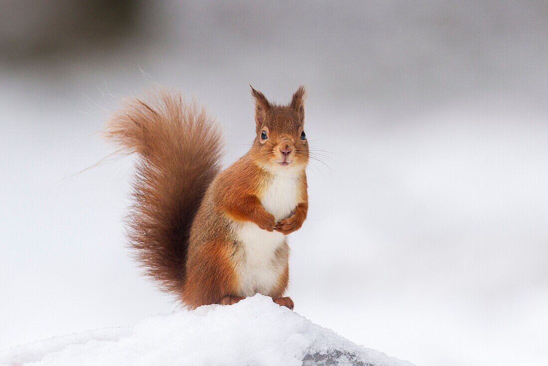Red Squirrel (Sciurus vulgaris) in winter coat stood on snow-covered stump.
