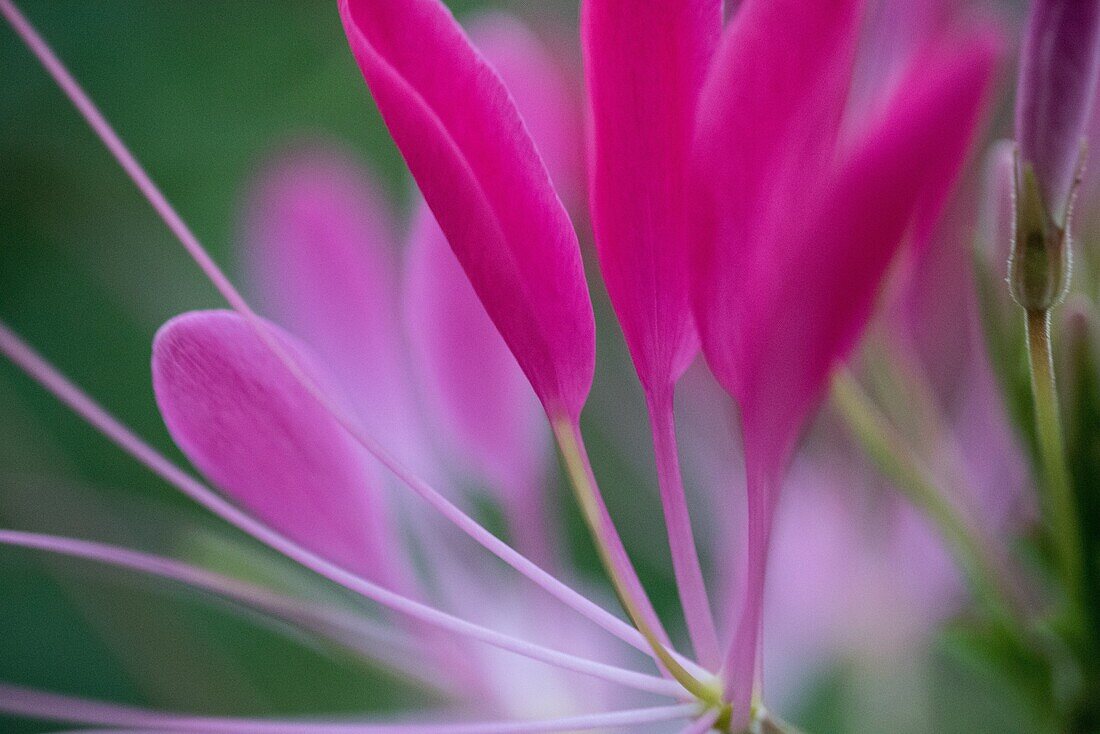 Pink Petals 2