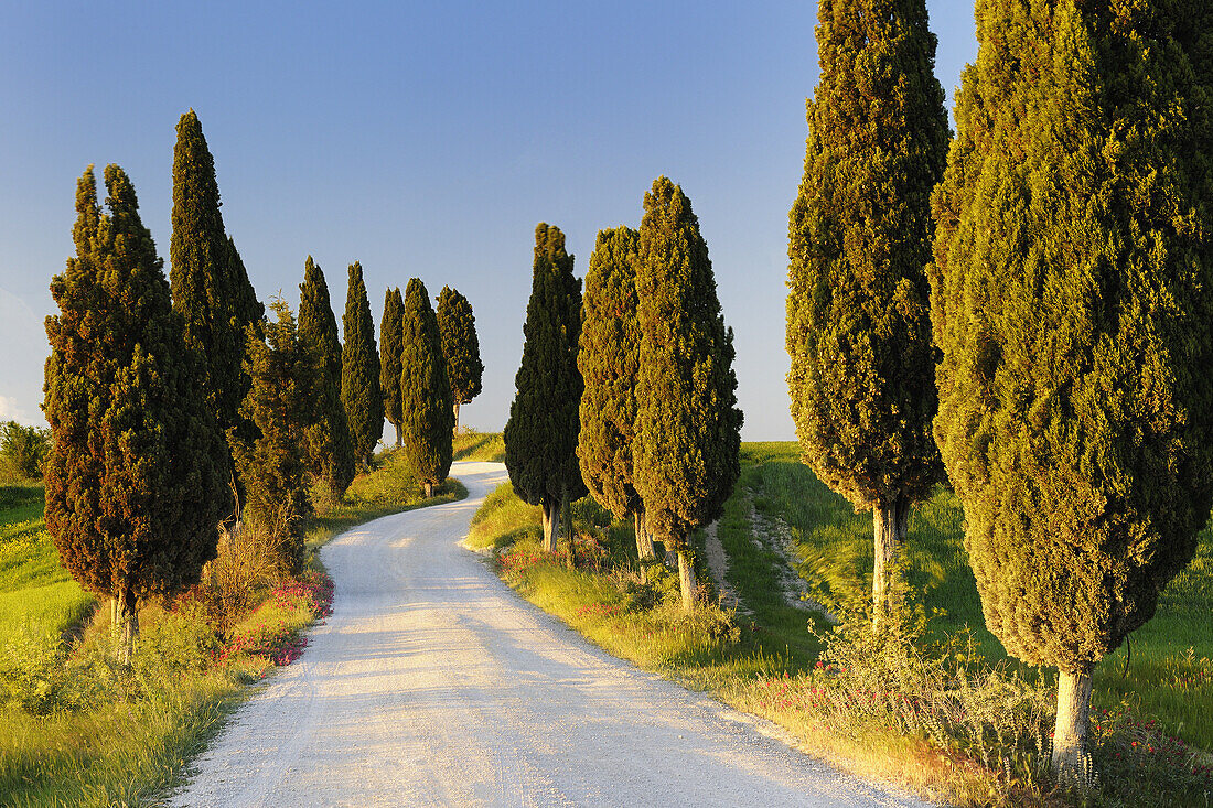 Rural road with cypress trees, Val d´Orcia, Orcia Valley, Fields and cypress trees, Tuscany Landscape, UNESCO world heritage site, Pienza, Siena Province, Tuscany, Italy.