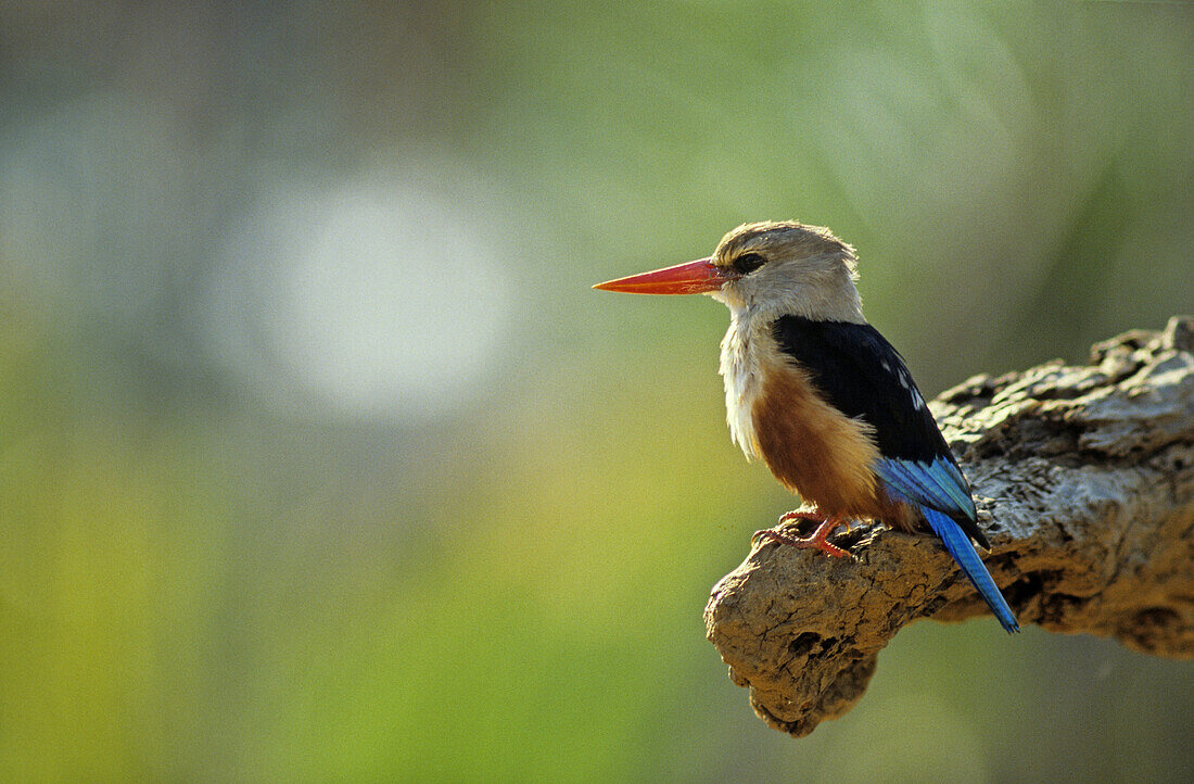 Gray-headed kingfisher (Halcyon leucocephala), Buffalo Springs National Reserve, Eastern, Kenya.