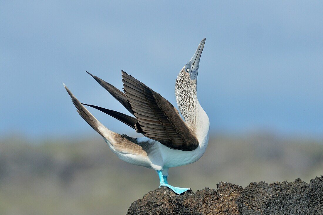 Blue-footed Booby (Sula nebouxii) Roosting, displaying, Galapagos Islands National Park, San Cristobal, Lobos Island, Ecuador.