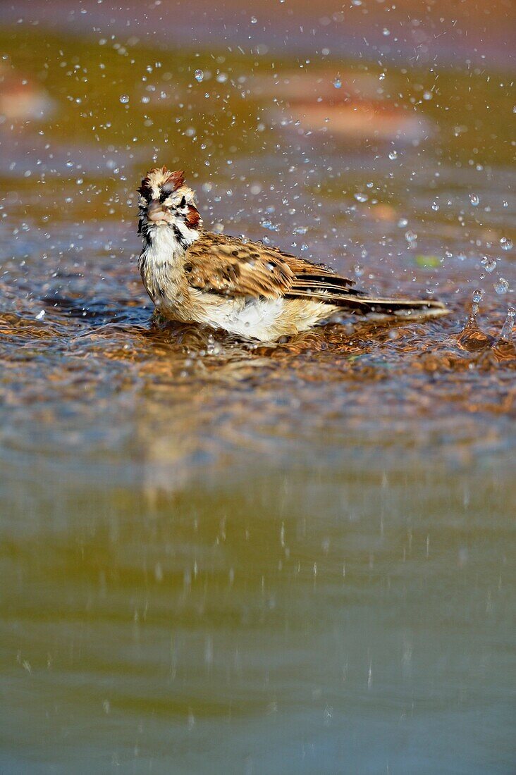 Lark Sparrow (Chondestes grammacus) Bathing at the waterhole, Rio Grande City, Texas, USA.