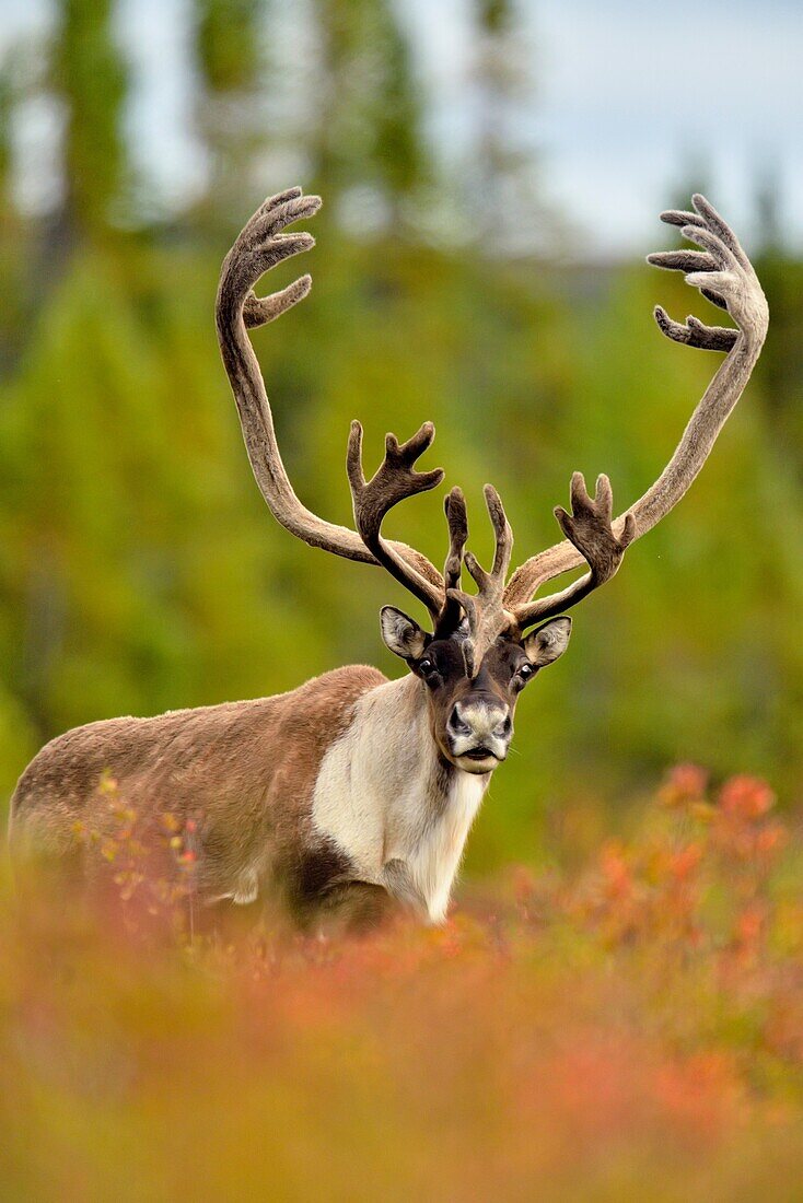 Barren Ground caribou (Rangifer tarandus) Bull in fall migration. Qamanirjuaq herd, Ennadai Lake, Nunavut, Canada.