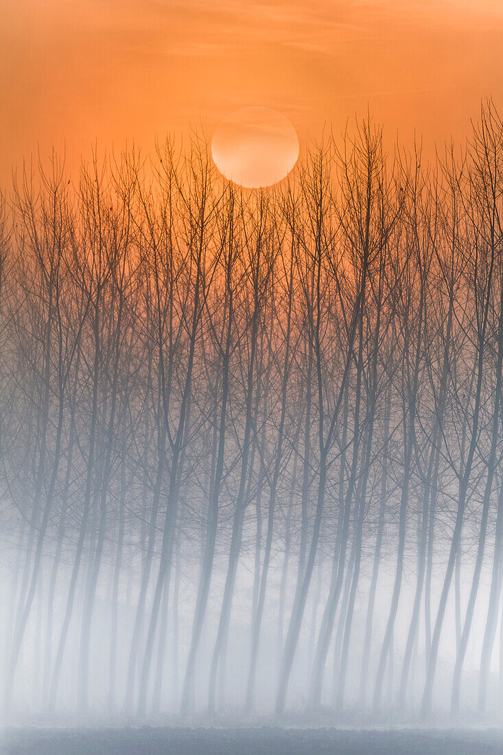 Plain Piedmont, Piedmont, Turin, Italy. Sunrise trees in the mist