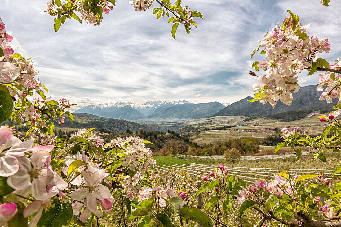 Italy, Trentino, Non Valley, apple flowering of valley and Brenta group.