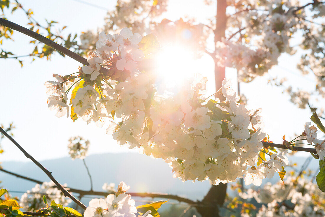 Italy, Trentino, Val di Non, cherry flowering.