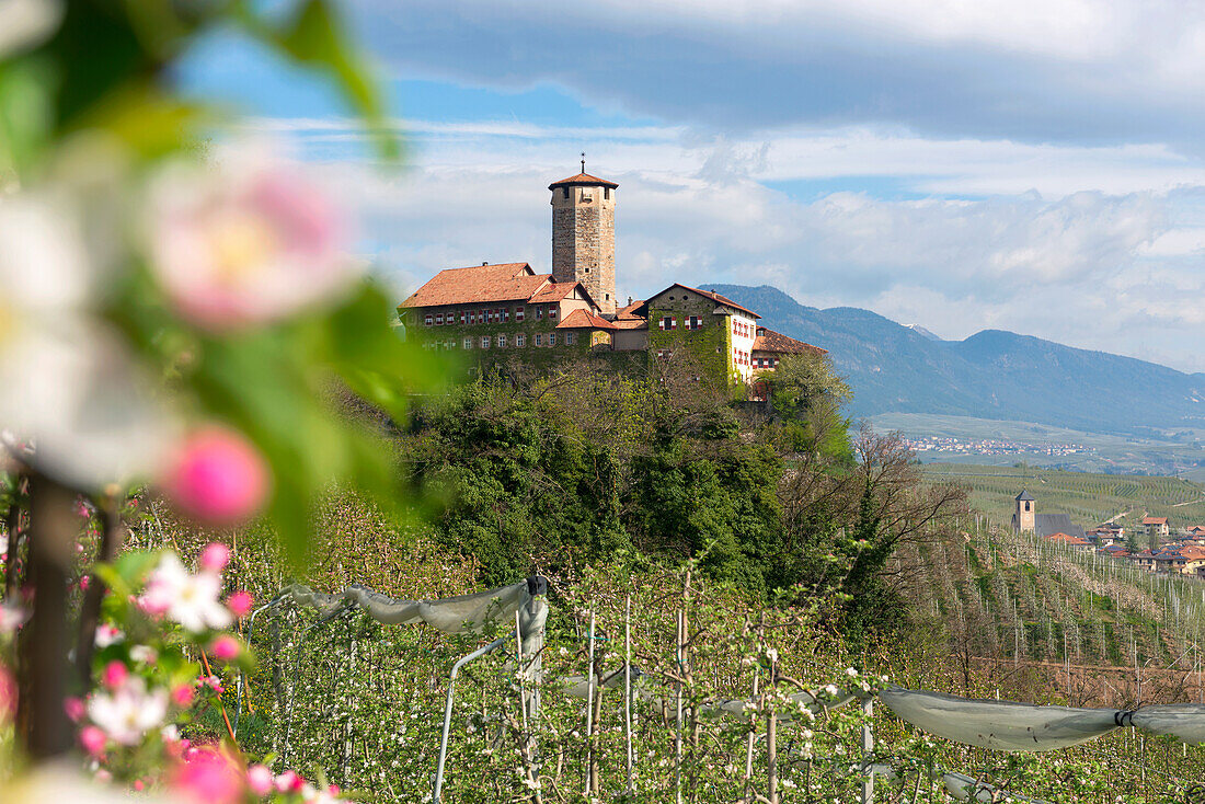 Italy, Trentino, Non Valley, apple blossom in Valer Castle.
